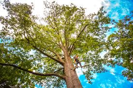 Best Emergency Tree Removal  in Calhoun, GA