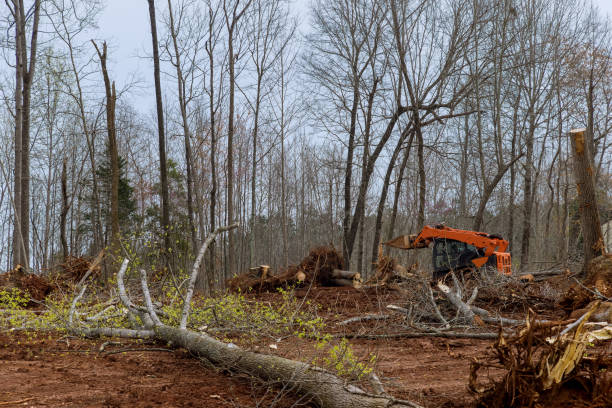 Tree and Shrub Care in Calhoun, GA