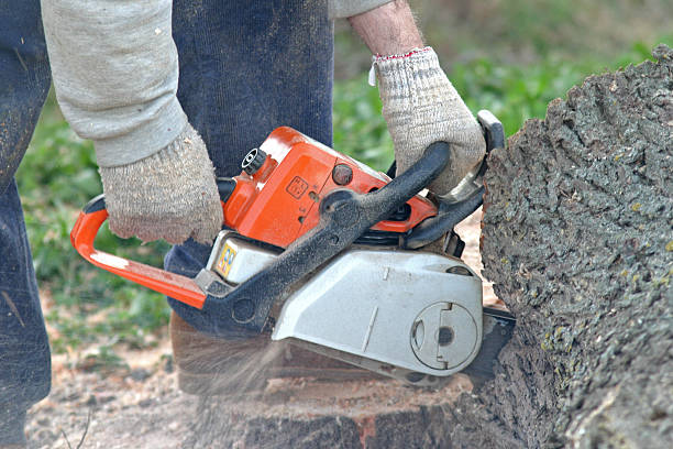 Best Tree Disease Treatment  in Calhoun, GA