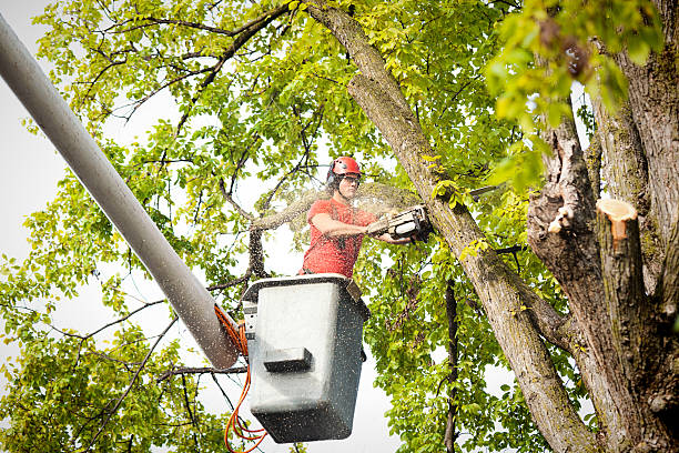 Best Fruit Tree Pruning  in Calhoun, GA