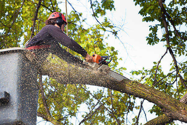 Best Tree Cabling and Bracing  in Calhoun, GA