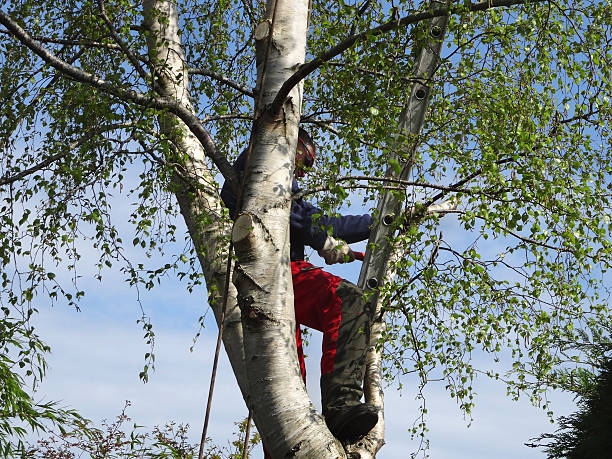Best Tree Mulching  in Calhoun, GA