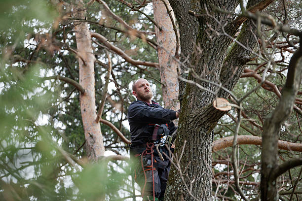 How Our Tree Care Process Works  in  Calhoun, GA