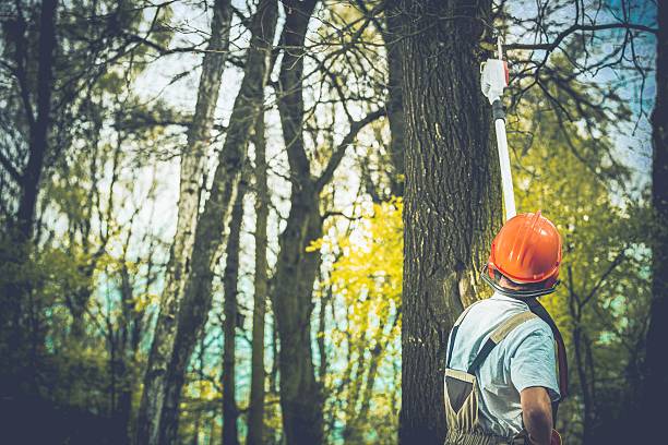 Best Tree Removal  in Calhoun, GA