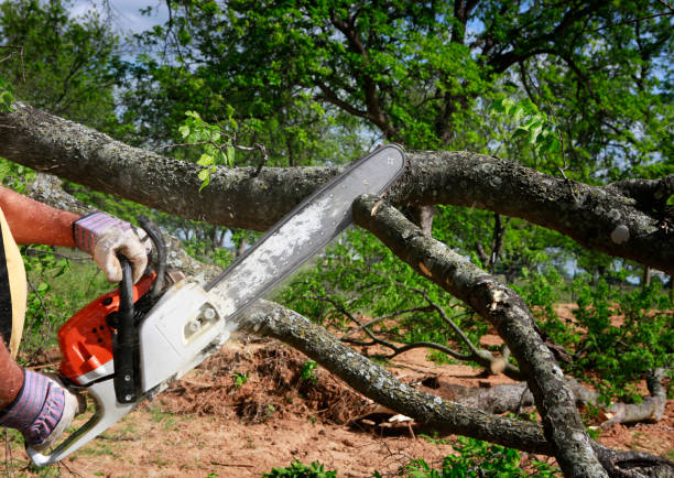 Professional Tree Care in Calhoun, GA