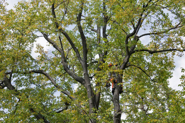 Best Commercial Tree Services  in Calhoun, GA